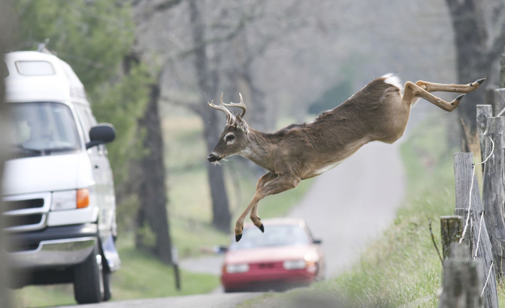 Deer jumping into road